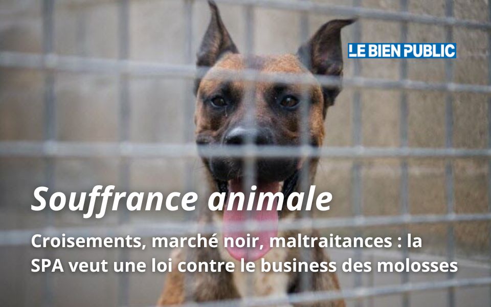 Croisements, marché noir, maltraitances : la SPA veut une loi contre le business des molosses