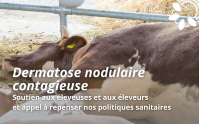 Dermatose nodulaire contagieuse : soutien aux éleveuses et aux éleveurs et appel à repenser nos politiques sanitaires