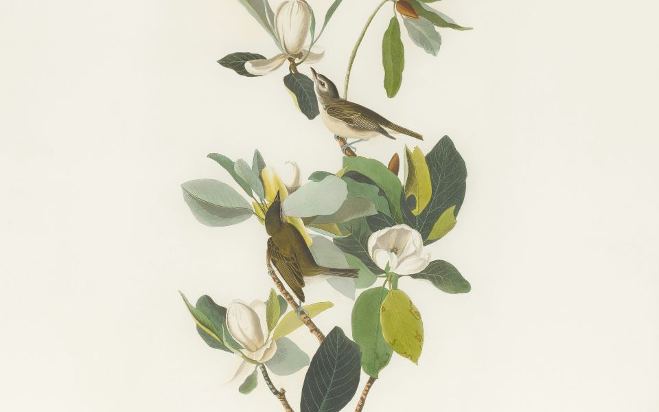 Meilleurs vœux 2026